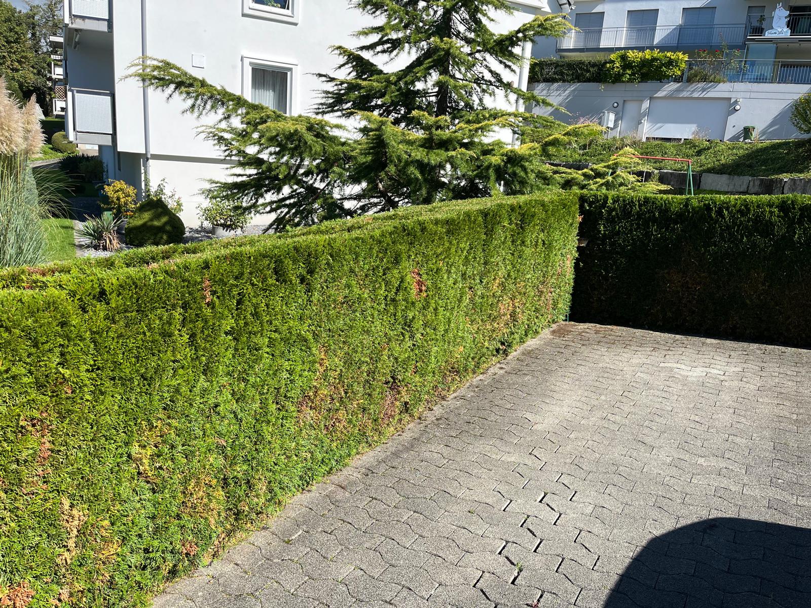 Heckenschnitt Seebach – gepflegte Thuja-Hecke Zürich